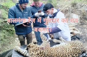 Chamiyala, Ghansali: बालगंगा रेंज में गुलदार का शव बरामद।