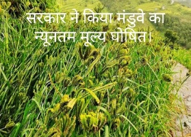 सरकार और कृषि विभाग ने मंडुवे का न्यूनतम समर्थन मूल्य किया घोषित।