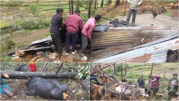 Uttarkashi News: गौशाला (छानी) पर गिरा पेड़, हादसे में 2 लोग गम्भीर घायल, मवेशियों की भी हुई मौत।