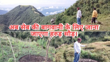 Tehri Garhwal: तीन साल से आनंद कर रहे हैं कड़ी मेहनत, अब सेब बागवानी के लिए जाना जाएगा टिहरी उत्तरकाशी का हरुड़़ सौड़।