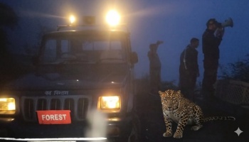 बालगंगा रेंज में जंगली जानवरों का आतंक, ग्रामीण दहशत में जीने को मजबूर।