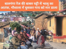 बालगंगा रेंज की बासर पट्टी में भालू का आतंक, गौशाला में घुसकर गाय को मार डाला, ग्रामीणों में दहशत, वन विभाग ने बढ़ाई गश्त